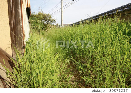 庭に生えた大量の雑草　エノコログサ(猫じゃらし)など 80371237