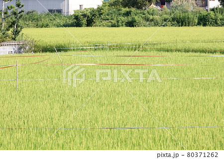 田んぼに貼られた赤銀の防鳥テープ 田んぼに貼られた赤銀の防鳥テープ 80371262
