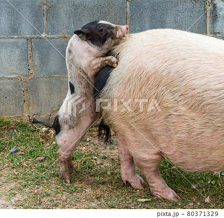 Pig and Piglet for food Pig and Piglet for food 80371329