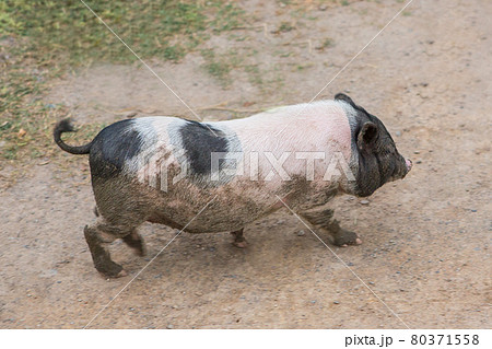 Pig and Piglet for food Pig and Piglet for food 80371558