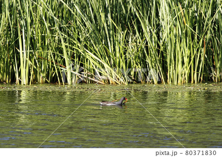 巣作りの材料を咥えて泳ぐバン バン 鷭 Gallinula chloropus 北海道の野鳥 巣作りの材料を咥えて泳ぐバン バン 鷭 Gallinula chloropus 北海道の野鳥 80371830