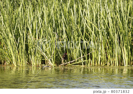 巣作り中のバン バン 鷭 Gallinula chloropus 北海道の野鳥 巣作り中のバン バン 鷭 Gallinula chloropus 北海道の野鳥 80371832