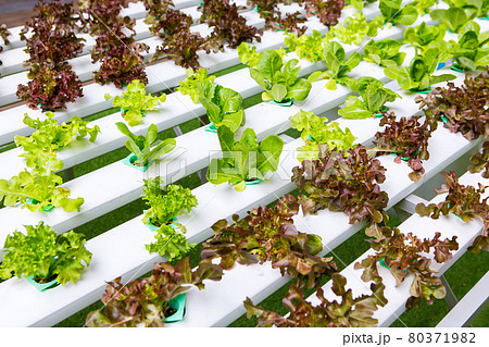 Hydroponics vegetables Hydroponics vegetables 80371982