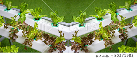 Hydroponics vegetables Hydroponics vegetables 80371983