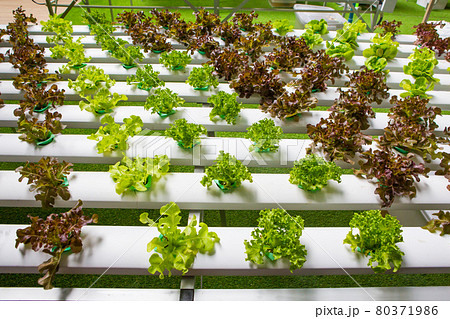 Hydroponics vegetables Hydroponics vegetables 80371986