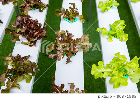Hydroponics vegetables Hydroponics vegetables 80371988