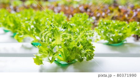Hydroponics vegetables Hydroponics vegetables 80371990