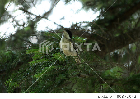 美しい声でさえずるシジュウカラ　四十雀　しじゅうから　北海道野鳥 80372042