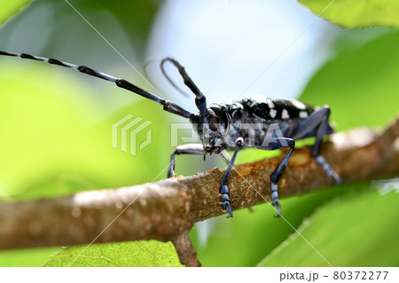 ゴマダラカミキリ 80372277