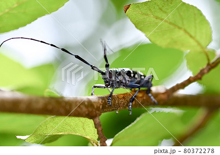 ゴマダラカミキリ 80372278