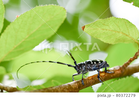 ゴマダラカミキリ 80372279