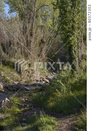 Quiet river on a bright spring morning Quiet river on a bright spring morning 80372303