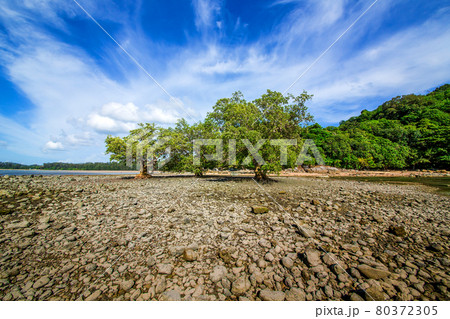 Beautiful beaches, tropical national parks Beautiful beaches, tropical national parks 80372305