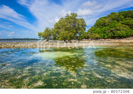 An ocean underwater reef with sun light through water surface. seagrass field 80372306