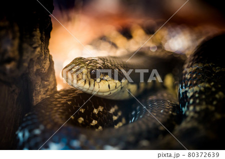 Beautiful snake showcase in the zoo. Beautiful snake showcase in the zoo. 80372639