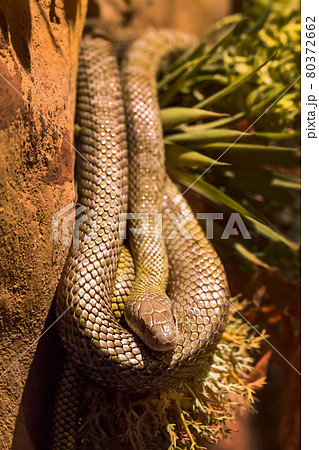 Snake head on leaf background. 80372662