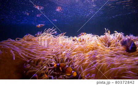 Sea anemone and clown fish in marine aquarium 80372842