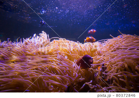 Sea anemone and clown fish in marine aquarium 80372846