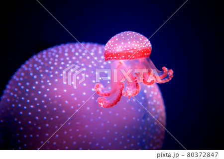 white-spottd jellyfish,Australian spotted jellyfish in glass cabinet. white-spottd jellyfish,Australian spotted jellyfish in glass cabinet. 80372847