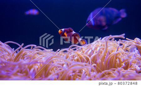 Sea anemone and clown fish in marine aquarium 80372848
