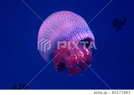 white-spottd,Australian spotted jellyfish in glass cabinet. white-spottd,Australian spotted jellyfish in glass cabinet. 80372865