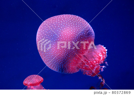 white-spottd,Australian spotted jellyfish in glass cabinet. white-spottd,Australian spotted jellyfish in glass cabinet. 80372869