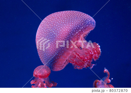 white-spottd,Australian spotted jellyfish in glass cabinet. 80372870