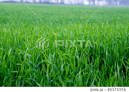 Young wheat plants growing on the soil, Amazingly beautiful endless fields of green wheat grass go far to the horizon. Young wheat plants growing on the soil, Amazingly beautiful endless fields of green wheat grass go far to the horizon. 80373358