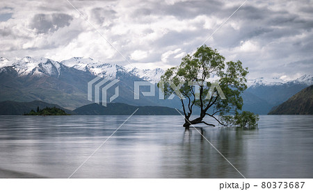 Willow tree growing in the middle of lake with mountains backdrop. Shot of famous Wanaka Tree from New Zealand made during overcast day. 80373687