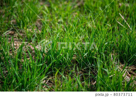 Young wheat plants growing on the soil, Amazingly beautiful endless fields of green wheat grass go far to the horizon. 80373711