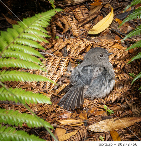 Native bird Stewart Island Robin nesting on the ground. Shot made on Ulva Island, Stewart Island Rakiura area, New Zealand 80373766
