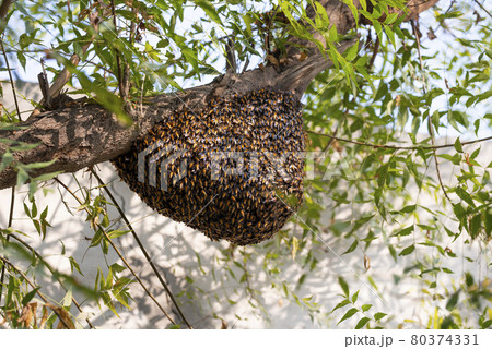 Honeybee swarm hanging on the tree, Swarm of bees building a new hive surrounding the tree. 80374331