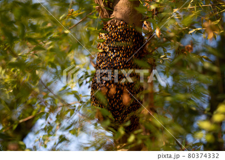 Honeybee swarm hanging on the tree, Swarm of bees building a new hive surrounding the tree. 80374332
