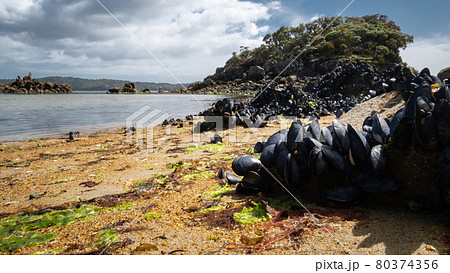 Remote beach with orange sand and oyster cowered rocks. Shot made on Ulva Island, Stewart Island Rakiura area, New Zealand 80374356