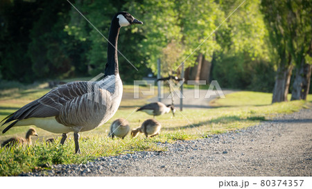 Goose with its cubs in town park on warm sunny morning. Shot in Te Anau, Fiordland National Park, New Zealand Goose with its cubs in town park on warm sunny morning. Shot in Te Anau, Fiordland National Park, New Zealand 80374357