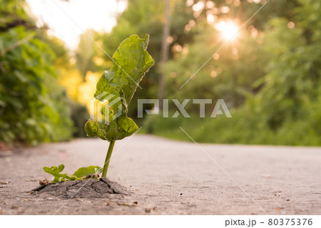 A green plant made its way through the asphalt. Lust for life concept. Recovery and survival concept. Fight for a place in the sun. Strength of mind 80375376