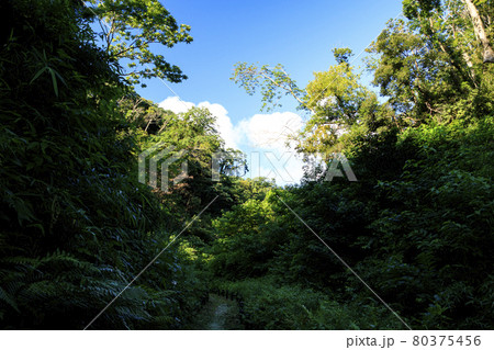 夏空と湿原 80375456