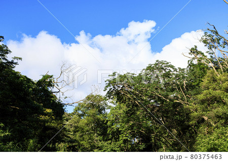 夏空と湿原 夏空と湿原 80375463