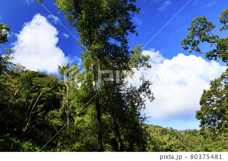 夏空と湿原 80375481