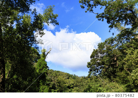 夏空と湿原 80375482
