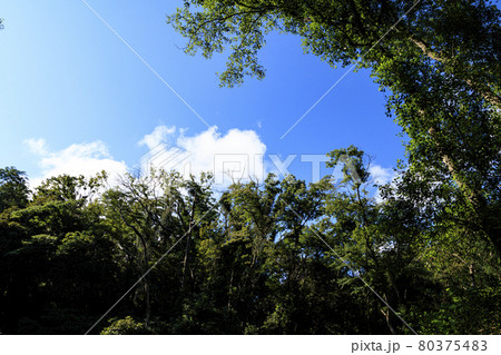 夏空と湿原 80375483