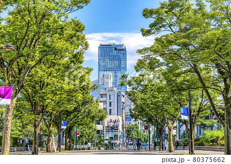 東京渋谷の都市風景 夏の代々木公園と渋谷ストリーム 東京渋谷の都市風景 夏の代々木公園と渋谷ストリーム 80375662