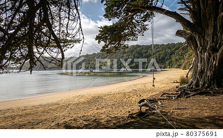 Remote beach with orange sand and old tree with swing. Shot made on Ulva Island, Stewart Island Rakiura area, New Zealand 80375691