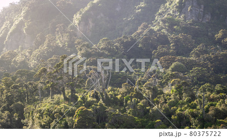 Rain forest during hazy morning, shot at Punakaiki, West Coast, New Zealand Rain forest during hazy morning, shot at Punakaiki, West Coast, New Zealand 80375722
