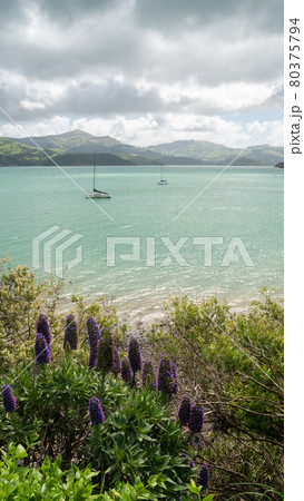 Sailing boat with flowers in foreground and mountains in backdrop, Shot during overcast day at Akaroa, Banks Peninsula, New Zealand 80375794