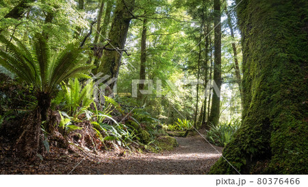 Dense ancient forest with ferns and path leading through it. Low perspective shot made on Kepler Track, Fiordland National Park, New Zealand Dense ancient forest with ferns and path leading through it. Low perspective shot made on Kepler Track, Fiordland National Park, New Zealand 80376466