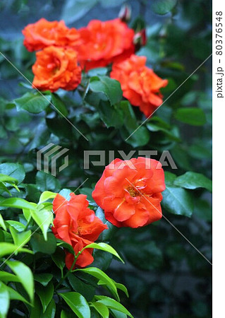 バラ 朱赤色の花 バラ 朱赤色の花 80376548