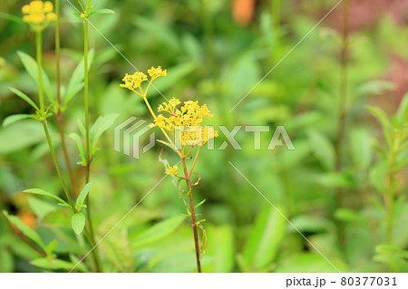 オミナエシの花 オミナエシの花 80377031