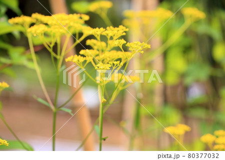 オミナエシの花 80377032