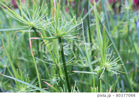 Closeup of cyperus papyrus or Nile Grass growing Closeup of cyperus papyrus or Nile Grass growing 80377066